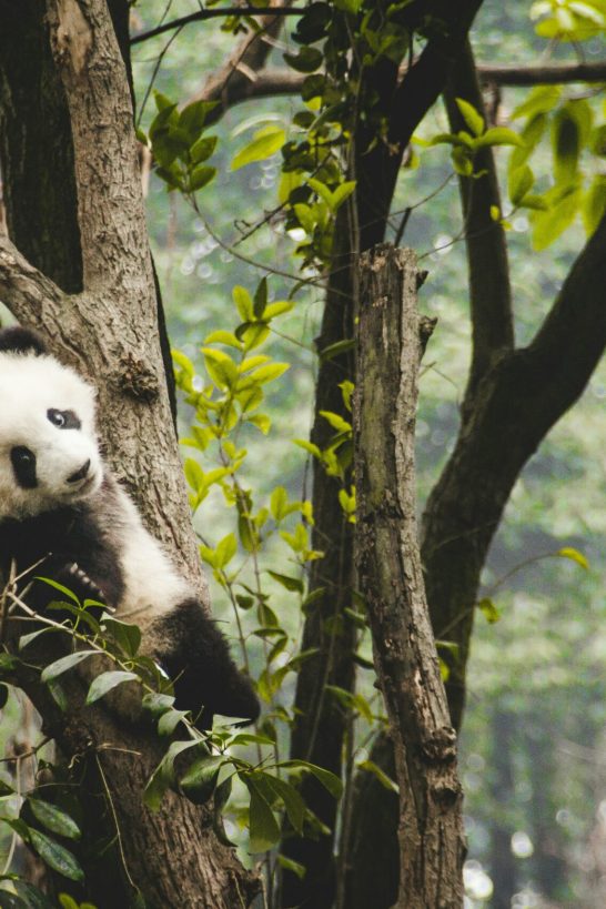 visite de chengdu en français