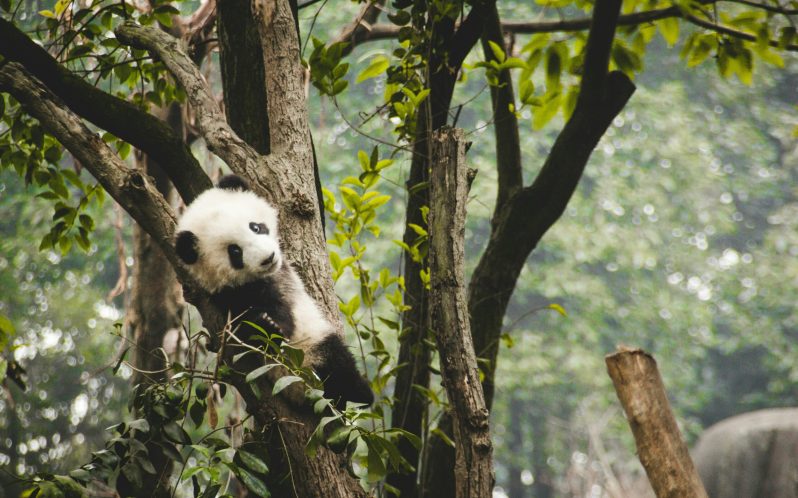 visite de chengdu en français