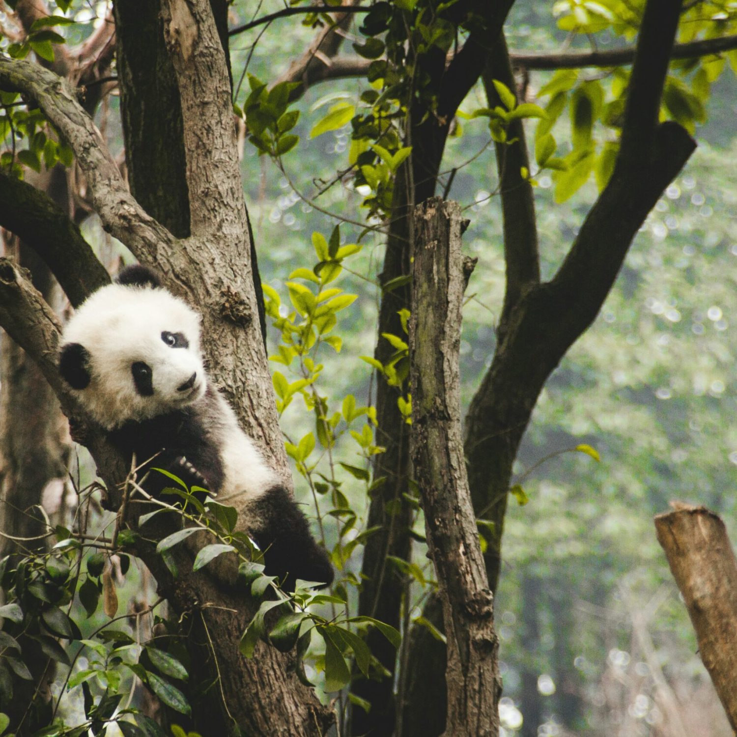 visite de chengdu en français